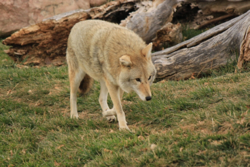 Coyote on grass