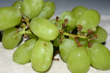 grapes