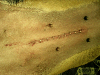 A spay incision is an example of a wound healing by primary intention.
