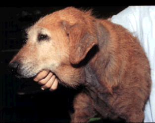 Note the "elephant skin" appearance that is especially common with Malassezia dermatitis. The more scientific term for this finding is "lichenification."