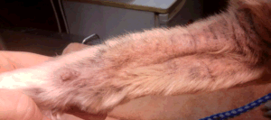 Lichenification dog home remedies online